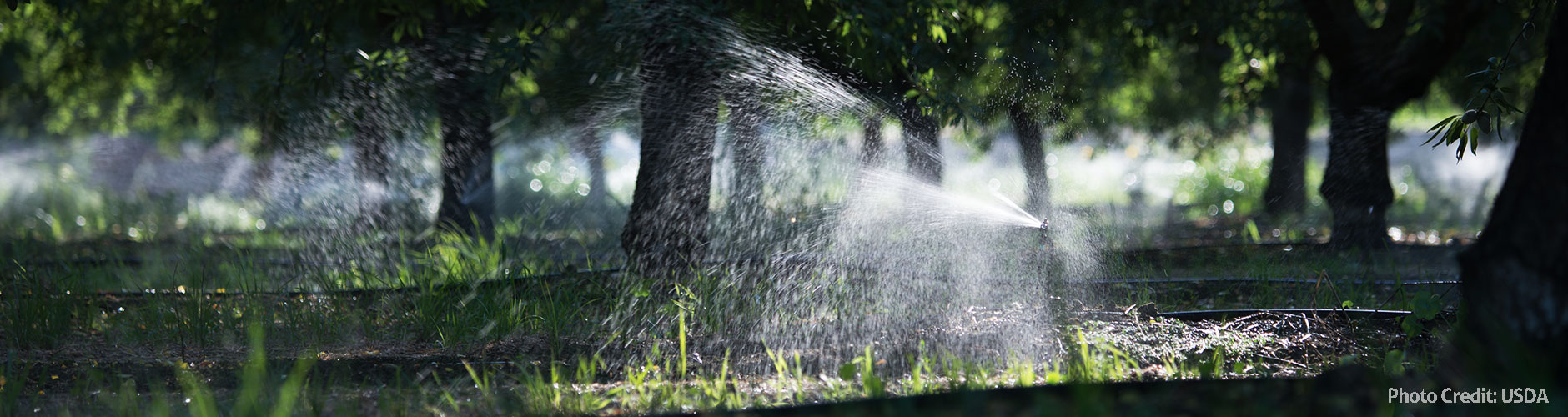 Orchard irrigation